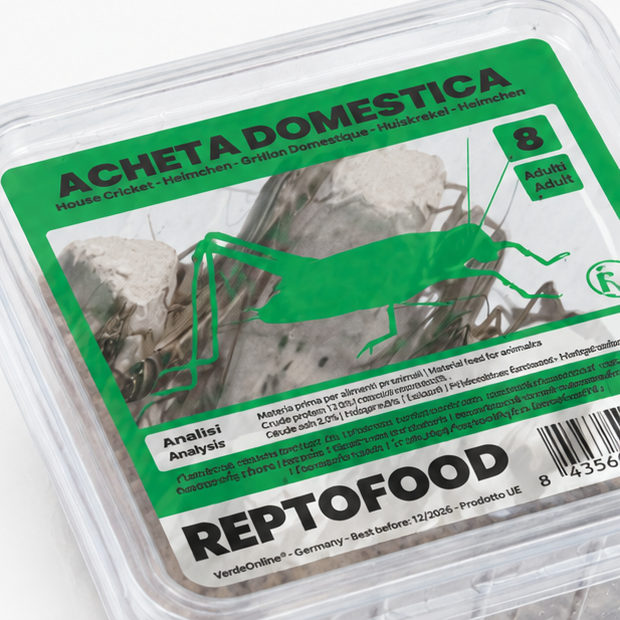Grillons domestiques détail – Alimentation carnivore colonie fourmis AntWorld