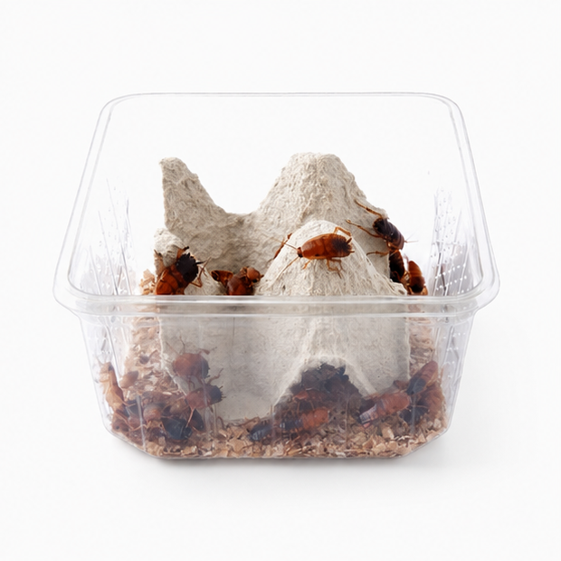 Blattes Red Runner vivantes pour fourmis carnivores – Protéines colonie AntWorld