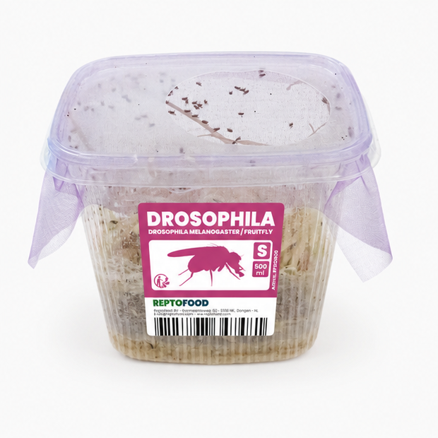 Drosophiles pour nourrissage petites colonies de fourmis – Alimentation vivante AntWorld