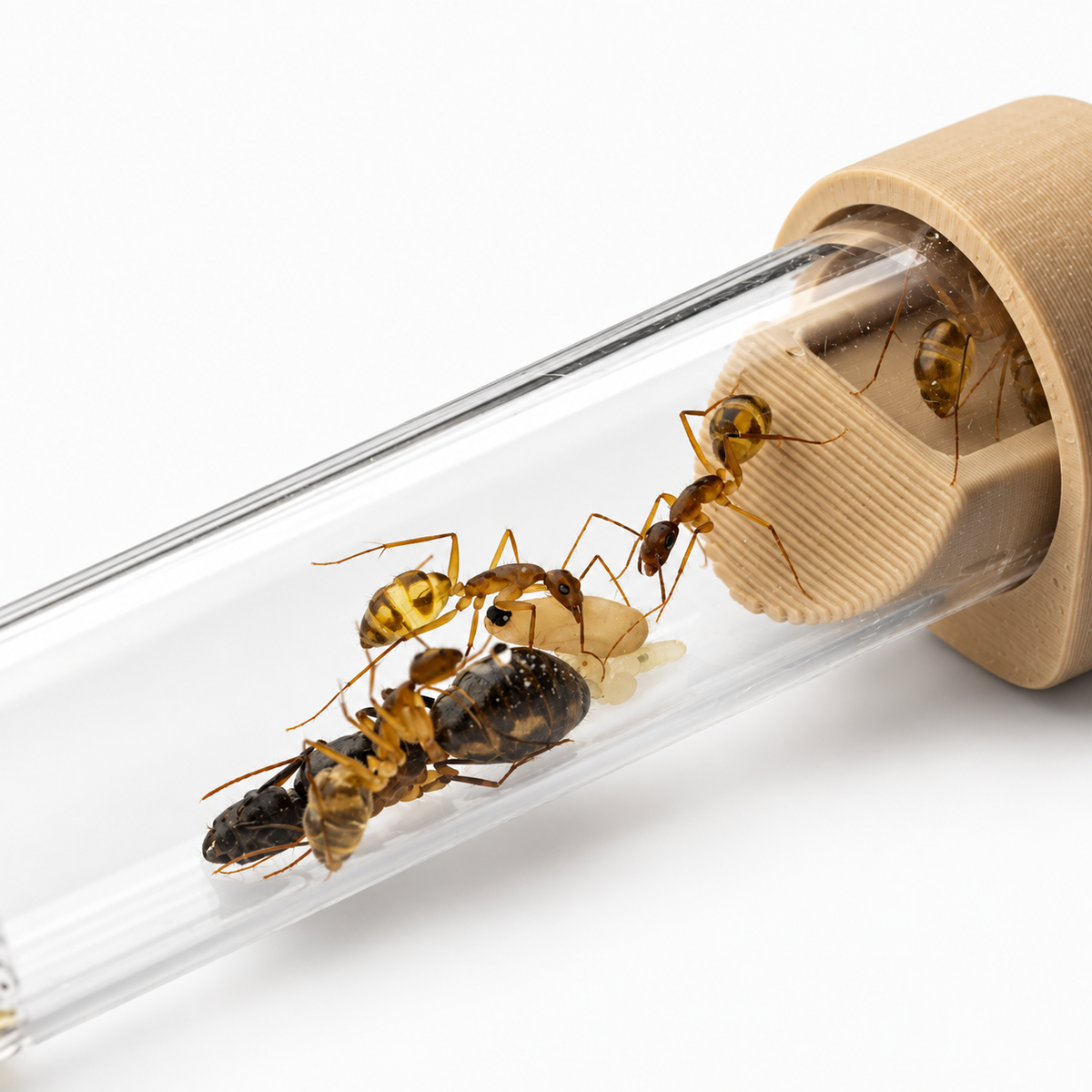Camponotus maculatus