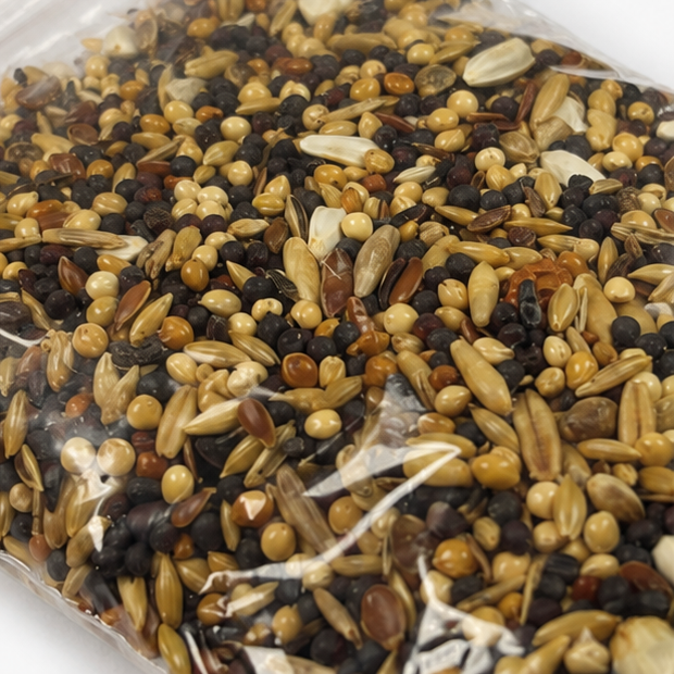 Graines pour fourmis détail – Alimentation naturelle colonie granivore AntWorld