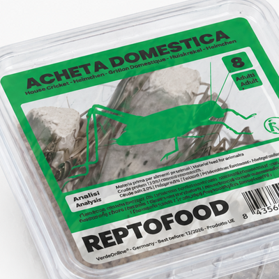 Grillons domestiques détail – Alimentation carnivore colonie fourmis AntWorld
