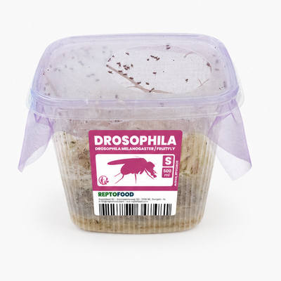Drosophiles pour nourrissage petites colonies de fourmis – Alimentation vivante AntWorld