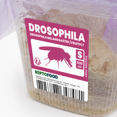 Drosophiles détail – Alimentation fondations et reines isolées fourmis AntWorld