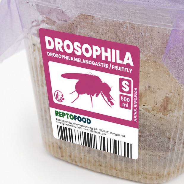 Drosophiles détail – Alimentation fondations et reines isolées fourmis AntWorld