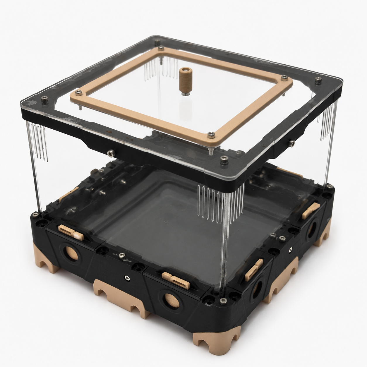 Aire de chasse M Primitif pour ponérines – Grand espace nourrissage AntWorld