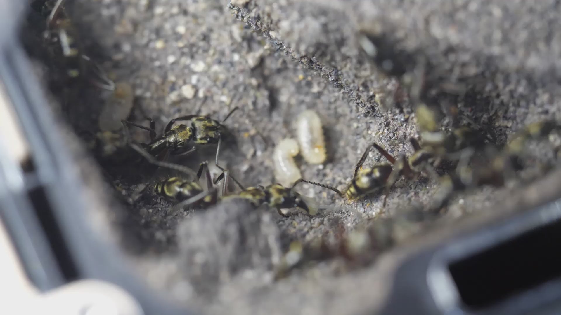 Video laden: 